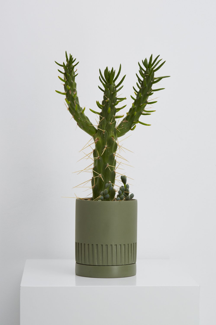 Etch Pot - Agave